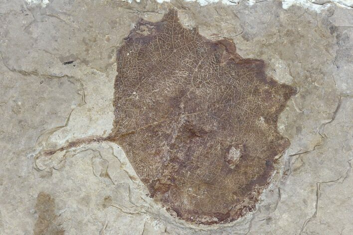 Fossil Poplar Leaf (Populus) - Nebraska #119346